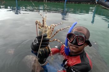 Menilik potensi ekonomi modeling budi daya lobster di Batam