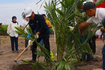 PTPN IV PalmCo targetkan petani serap 2,1 juta bibit sawit unggul